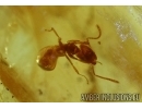 VERY BIG 10mm!! SNAIL SHELL, GASTROPODA, Spider and Ant. Fossil inclusions in BALTIC AMBER #5937