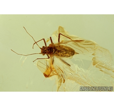 Aphid, Aphididae. Fossil insect in Baltic amber #5948