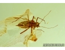 Aphid, Aphididae. Fossil insect in Baltic amber #5948