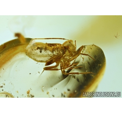 PSOCOPTERA, RARE PSOCID NYMPH. Fossil insect in BALTIC AMBER #5949
