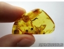 PSOCOPTERA, RARE PSOCID NYMPH. Fossil insect in BALTIC AMBER #5949