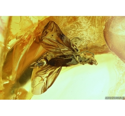  Very nice Solder Beetle Cantharidae: Malthodes nov sp, Spider Araneae and Dipterans . Fossil inclusions in Baltic amber #5976