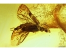  Very nice Solder Beetle Cantharidae: Malthodes nov sp, Spider Araneae and Dipterans . Fossil inclusions in Baltic amber #5976