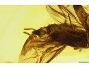  Very nice Solder Beetle Cantharidae: Malthodes nov sp, Spider Araneae and Dipterans . Fossil inclusions in Baltic amber #5976