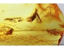  Very nice Solder Beetle Cantharidae: Malthodes nov sp, Spider Araneae and Dipterans . Fossil inclusions in Baltic amber #5976
