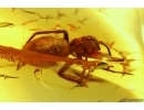  Very nice Solder Beetle Cantharidae: Malthodes nov sp, Spider Araneae and Dipterans . Fossil inclusions in Baltic amber #5976