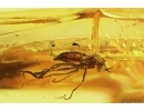  Very nice Solder Beetle Cantharidae: Malthodes nov sp, Spider Araneae and Dipterans . Fossil inclusions in Baltic amber #5976