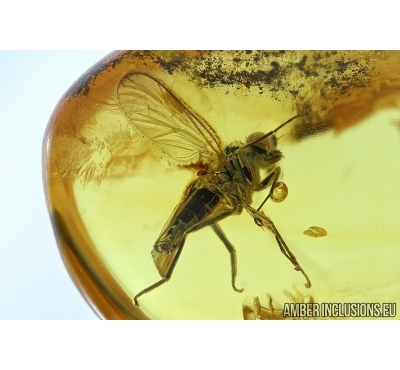 Dolichopodidae, Long-legged fly with Mite. Fossil insects in Baltic amber #5985