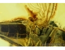 Dolichopodidae, Long-legged fly with Mite. Fossil insects in Baltic amber #5985