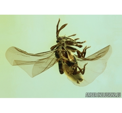 VERY NICE TWISTED-WINGED (STYLOPID), STREPSIPTERA. Fossil insect in Baltic amber #5993