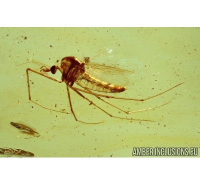 Rare Phantom Midge, Chaoboridae. Fossil insect in Baltic amber #5996