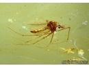 Rare Phantom Midge, Chaoboridae. Fossil insect in Baltic amber #5996