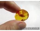 Big 10mm Woodlice Isopoda. Fossil inclusion in Baltic amber #6002