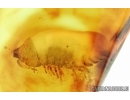 Isopoda, Woodlice. Fossil insect in Baltic amber #6016