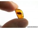 Isopoda, Woodlice. Fossil insect in Baltic amber #6016