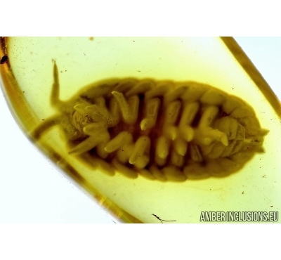 Isopoda, Woodlice. Fossil insect in Baltic amber #6017