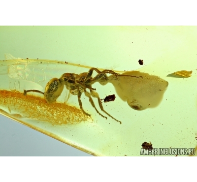Big Ant Hymenoptera. Fossil insect in Baltic amber #6022
