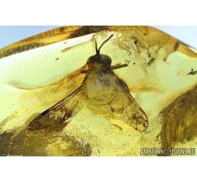 Big Rare Bee fly, Bombyliidae in Baltic amber #6023