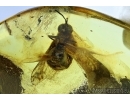 Big Rare Bee fly, Bombyliidae in Baltic amber #6023