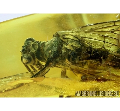 Rare Scorpionfly Mecoptera Panorpidae with 2 mites! Fossil inclusions in Baltic amber #6030