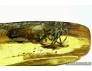 Rare Scorpionfly Mecoptera Panorpidae with 2 mites! Fossil inclusions in Baltic amber #6030