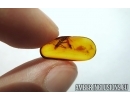 MANTODEA, Praying Mantis. Fossil insect in BALTIC AMBER #6036