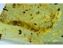 Very Rare Aquatic Lacewing larva, Neuroptera Nevrothidae. Fossil insect in Baltic amber #6043