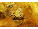 Very Nice Walking stick, Phasmatodea. Fossil inclusion in BALTIC AMBER #6055