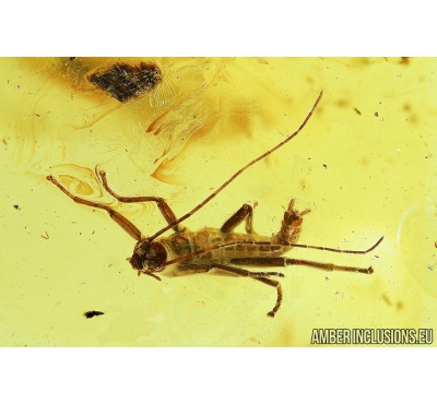 Very Nice Walking stick, Phasmatodea. Fossil inclusion in BALTIC AMBER #6055