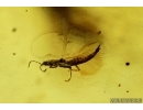 Leaf 17mm, Silverfish, Ant, Thrips and More. Fossil inclusions in Baltic amber #6059