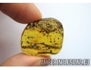 Evaniidae, Ensign Wasp. Fossil insect in Baltic amber #6073