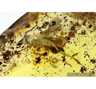 Evaniidae, Ensign Wasp. Fossil insect in Baltic amber #6073
