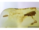 Caterpillar case and Caterpillar. Fossil inclusions in Baltic amber #6079