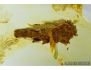 Caterpillar case and Caterpillar. Fossil inclusions in Baltic amber #6079