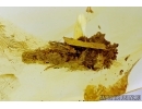 Caterpillar case and Caterpillar. Fossil inclusions in Baltic amber #6079
