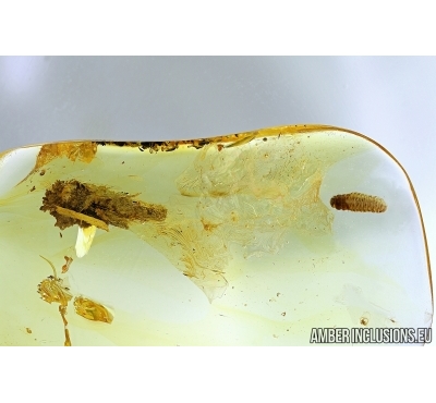 Caterpillar case and Caterpillar. Fossil inclusions in Baltic amber #6079