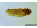 Caterpillar case and Caterpillar. Fossil inclusions in Baltic amber #6079