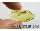 Caterpillar case and Caterpillar. Fossil inclusions in Baltic amber #6079