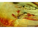 Stonefly Plecoptera and Nice Biting midge Ceratopogonidae. Fossil insects in Baltic amber #6080