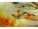Stonefly Plecoptera and Nice Biting midge Ceratopogonidae. Fossil insects in Baltic amber #6080