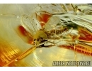 Stonefly Plecoptera and Nice Biting midge Ceratopogonidae. Fossil insects in Baltic amber #6080
