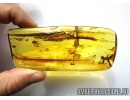 Very rare Fragment of Dragonfly, Odonata. Fossil insect in Baltic amber #6094