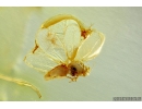 WHITEFLY, ALEYRODOIDEA. Fossil insect in Baltic amber #6085