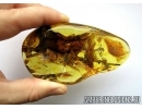 Moss Twigs. Fossil inclusions in Big 74g! Baltic amber stone #6095