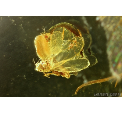 WHITEFLY, ALEYRODOIDEA. Fossil insect in Baltic amber #6085