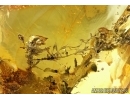Moss Twigs. Fossil inclusions in Big 74g Baltic amber stone #6095