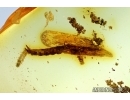 Carabidae, Two Ground beetle larvae and Long Pythidae Larva. Fossil insects in Baltic amber #6110