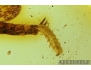 Carabidae, Two Ground beetle larvae and Long Pythidae Larva. Fossil insects in Baltic amber #6110
