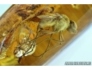 Extremely rare ACTION! FLY WITH TWO (!!) PSEUDOSCORPIONS (PHORESY). Fossil inclusions in Baltic amber #6120