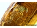 Extremely rare ACTION! FLY WITH TWO (!!) PSEUDOSCORPIONS (PHORESY). Fossil inclusions in Baltic amber #6120